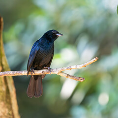 Tiê-Preto (Tachyphonus coronatus)em uma reserva ambiental.