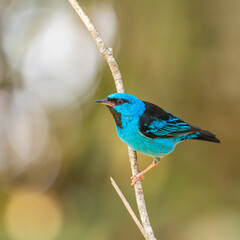 Pássaro Saí-Azul em uma reserva ambiental.