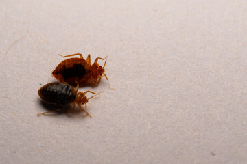 bedbug