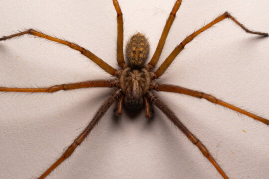 Tegenaria parietina
