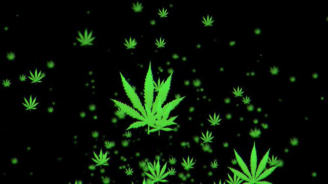 Cannabis Leaves Pattern. Marijuana leaf pattern of weed leaves on a black background. Perfect for projects related to wellness, nature, and alternative lifestyles	
