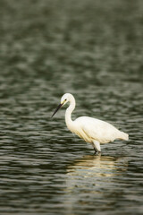 great white heron