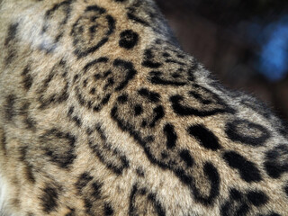 Beautiful pattern and texture of snow leopard fur. The spots are arranged in an orderly manner, in rows. Close-up.