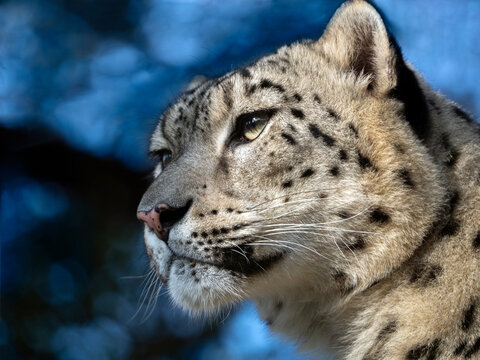 Close-up portrait of a female snow leopard. The wise gaze of the snow leopard is directed into the distance. The head of an animal on a blue background.