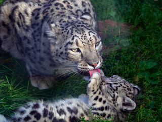 A female snow leopard licks her cub. The baby plays with his mother. Natural background with snow leopard family. Close-up.