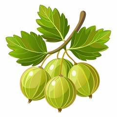 Green Gooseberries on a Branch with Leaves