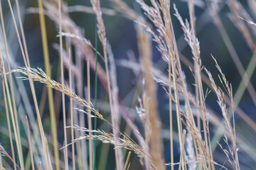 reeds in the wind
