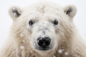 A close-up of a polar bear's face with its fur covered in snowflakes