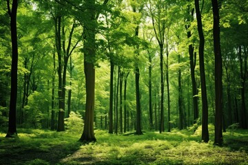 Fototapeta premium A close-up view of a lush green forest with towering trees and dense foliage representing the natural beauty