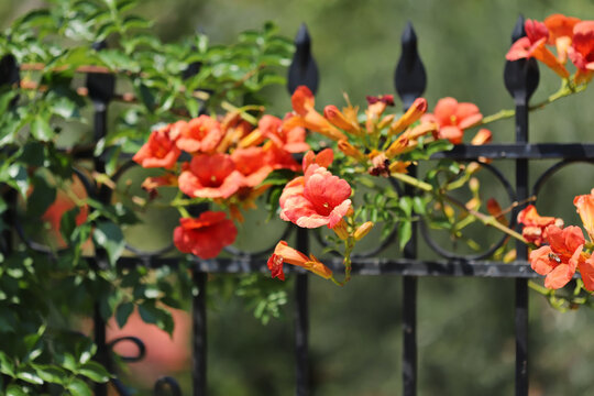 Chinese trumpet creeper flower (Campis grandiflora)