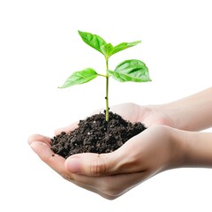 A hand holding a young plant,  isolated on a white background