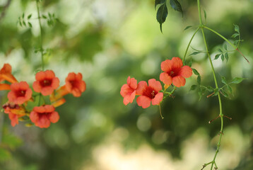 Chinese trumpet creeper flower (Campis grandiflora)