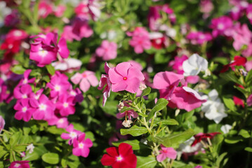 Annual vinca flower (Catharanthus roseus)