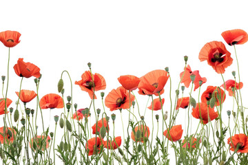 PNG Vibrant red poppy flowers bloom