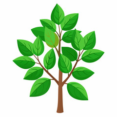 Holy Basil Tree Vector Art