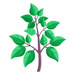 Holy Basil Tree Vector Art