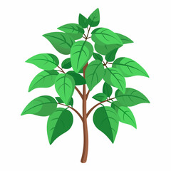 Holy Basil Tree Vector Art