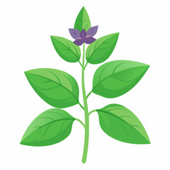 Holy Basil Tree Vector Art