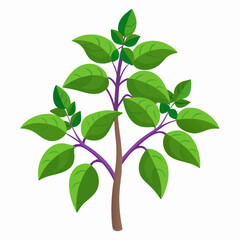 Holy Basil Tree Vector Art