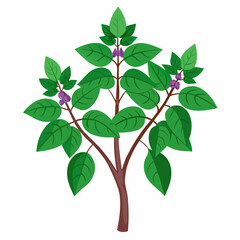 Holy Basil Tree Vector Art