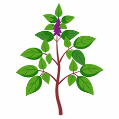 Holy Basil Tree Vector Art