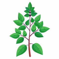 Holy Basil Tree Vector Art