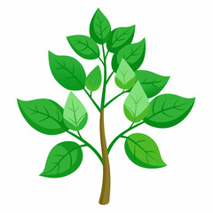 Holy Basil Tree Vector Art