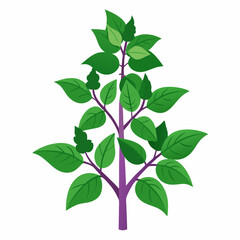 Holy Basil Tree Vector Art