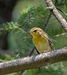 Immature female Blackburnian Warbler songbird in a woodland habitat in Muskoka in summertime