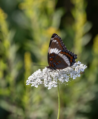White Admiral Butterfly resting on Queen Anne's Lace with green field background in Muskoka Ontario
