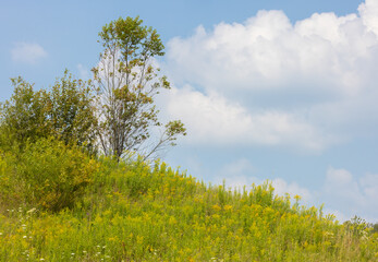 Small trees on a hillside of colorful wildflowers under blue sky with fluffy white clouds in summertime in rural Ontario