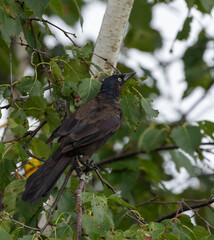 Juvenile Common Grackle bird in a birch tree up close in Muskoka Ontario