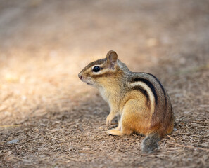 Closeup Eastern Chipmunk on a trail in Algonquin Park Ontario in August