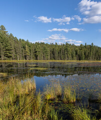 Reflections in a beautiful pond in Algonquin Park surrounded by evergreen trees and marsh grasses in summer 