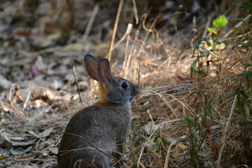 rabbit in the grass
