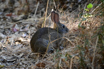 rabbit in the grass