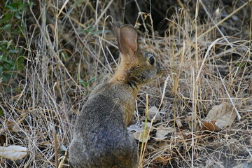 rabbit in the grass