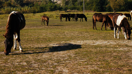 Group of brown horses grazing in a lush green pasture on a sunny day. Capturing the beauty of...
