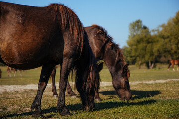 Young foal and group of horses grazing in an open field surrounded by greenery. Illustrating the essence of wildlife, rural landscape, and agricultural life. Animal husbandry and equestrian care.