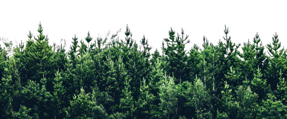 Fototapeta premium PNG Lush green forest trees background