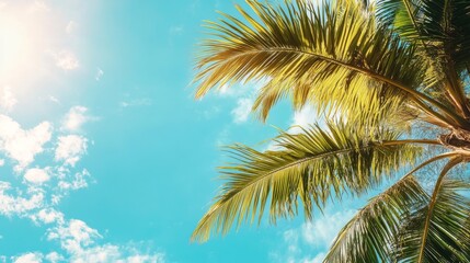 Fronds of a palm tree catching sunlight, expansive sky background for copy space