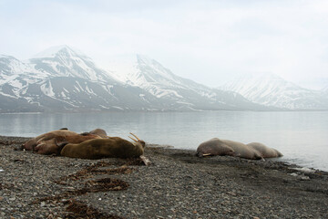 Morse, Odobenus rosmarus, Spitzberg, Svalbard, Norvège