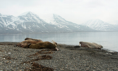 Morse, Odobenus rosmarus, Spitzberg, Svalbard, Norvège