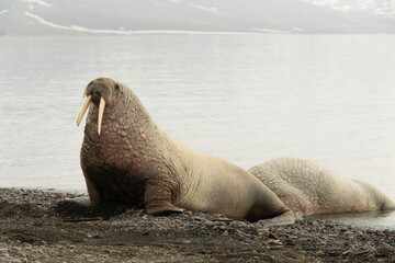 Morse, Odobenus rosmarus, Spitzberg, Svalbard, Norvège