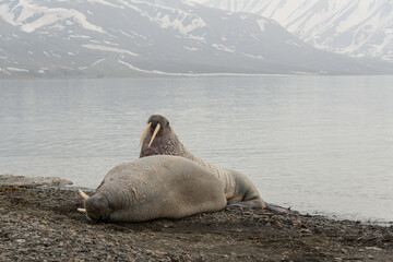 Morse, Odobenus rosmarus, Spitzberg, Svalbard, Norvège