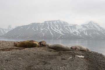 Morse, Odobenus rosmarus, Spitzberg, Svalbard, Norvège