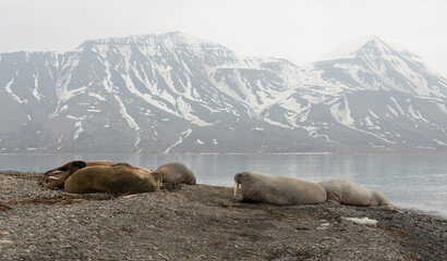 Morse, Odobenus rosmarus, Spitzberg, Svalbard, Norvège