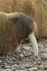 Morse, Odobenus rosmarus, Spitzberg, Svalbard, Norvège