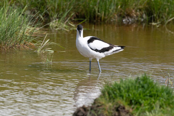 Avocette élégante, Recurvirostra avosetta, Pied Avocet