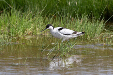 Avocette élégante, Recurvirostra avosetta, Pied Avocet